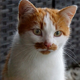 Moustaches de chat